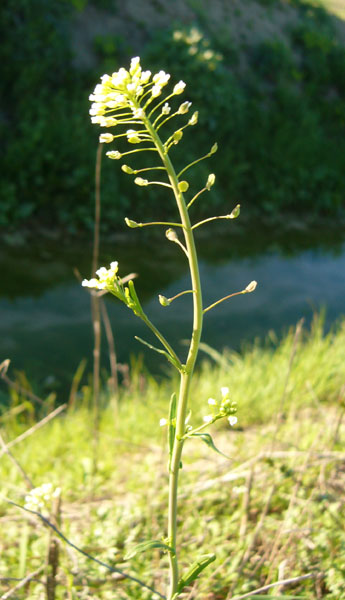 Thlaspi arvense